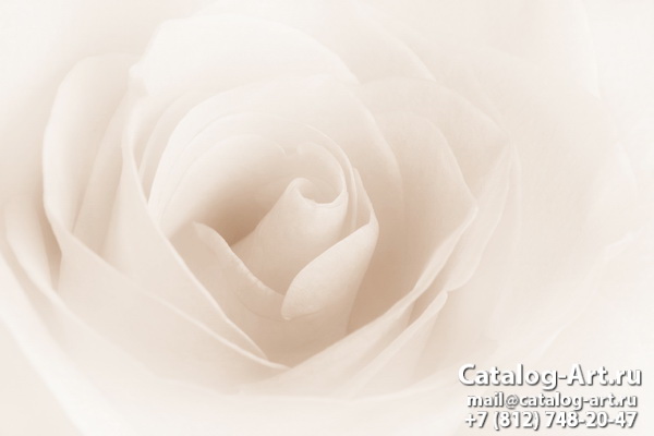 White roses 17